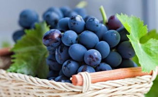 吃葡萄 籽 别扔,养成 水果盆栽 冬天播种,来年吃可口水果 