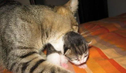 为什么猫妈妈会将幼猫藏起来 原因很简单