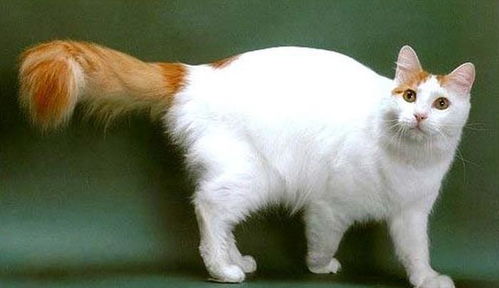 会游泳的猫咪你见过吗 土耳其梵猫的不凡表现