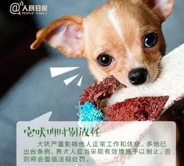 文明丹灶丨文明养犬,作为一名合格的 铲屎官 应具备哪些条件
