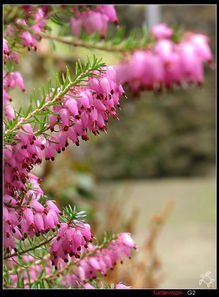 雾霾蓝永生花花语(雾霾蓝寓意)