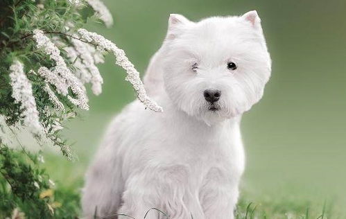 纯白色的狗有哪些品种 十大白色宠物狗品种 又萌又漂亮