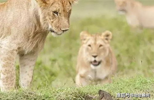 狮子草原之王的王威又受到挑战,狐獴竟然对雌狮张牙舞爪