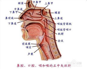 唱歌喝什么能保护嗓子 