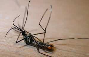 全球最大的蚊子,体长30mm,从不叮咬人,居然还帮助人类 网易订阅 