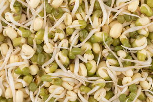 绿豆芽怎么生 绿豆芽细而且长是怎么回事？ 