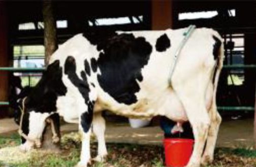 奶牛和其他牛有什么区别 普通的牛不能产奶吗 