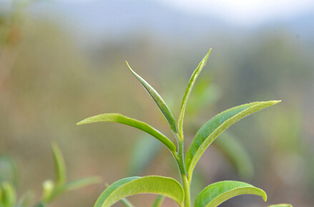 普洱春茶 夏茶 秋茶都有什么特点 