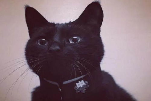 因为黑猫太不上相了,聪明的猫奴想出绝招 给它带上项圈