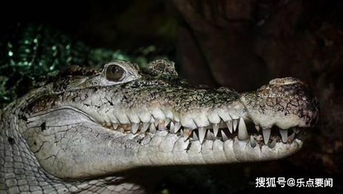 29年前曾被宣布灭绝,如今在广西竟发现1200条,哪来这么多暹罗鳄
