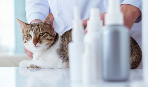 猫咪闻到消毒液就异常兴奋 养猫家庭的清洁消毒剂该如何选择