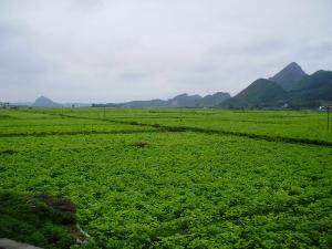 广西河池宜州庆远镇