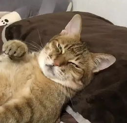 铲屎官下班发现,猫正在枕着自己的枕头,盖着自己的被子睡在自己的床上...