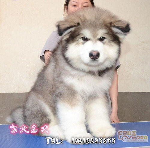 纯种阿拉斯加雪橇犬,巨型阿拉斯加幼犬 阿拉斯加犬幼犬 