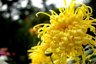 从菊花想到陶渊明 