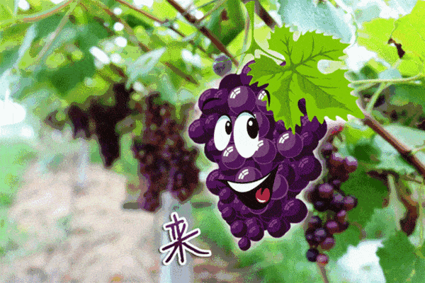 夏天关于葡萄的诗句