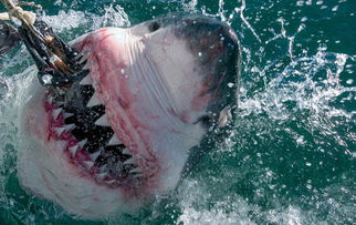 美国男子环球旅行 近距离拍摄恐怖大白鲨 高清组图 