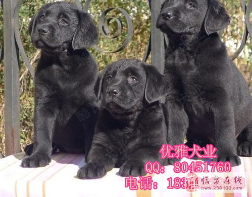 北京哪里养殖拉布拉多幼犬纯种拉布拉多犬 
