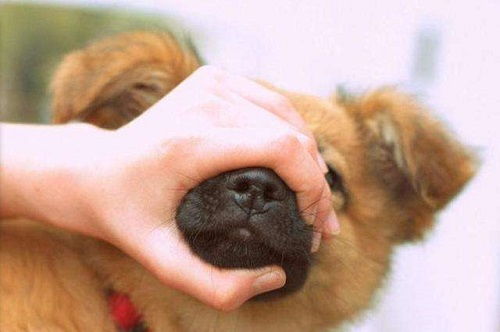 狗狗最近口臭吃益生菌调理有用吗