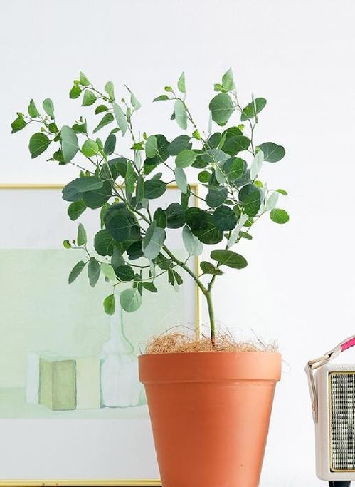适合室内养的大型植物,十大客厅耐阴耐寒大型花树？