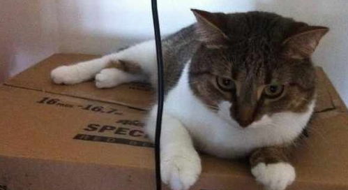 老公反对养猫,女子回家发现猫咪不见了,就在女子伤心时纸箱动了