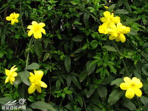 黄素馨图片 花卉图片 建材资讯网 