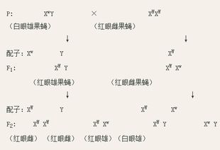 初次证明了基因在染色体上的实验是不是摩尔根的果