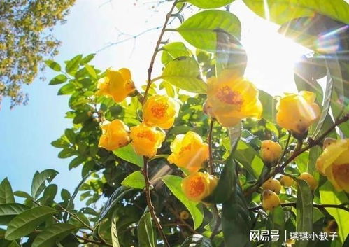 茶族皇后金花茶 中国珍稀植物里的颜值代表,具有营养价值