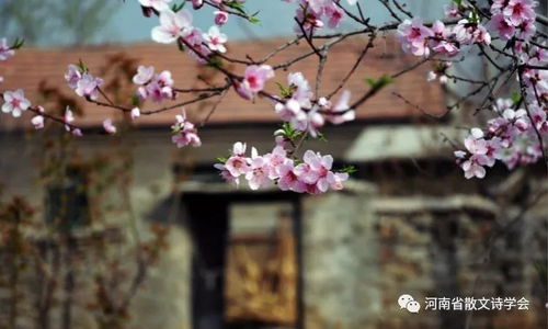 潘新日 每一朵桃花都是妖娆的尘世 组章 