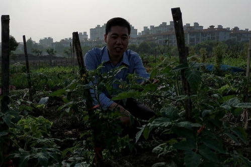 农村小伙走进西红柿地,西红柿蔬菜满地都是,插满竹竿