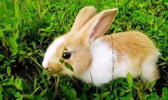 兔子一般能养几年？