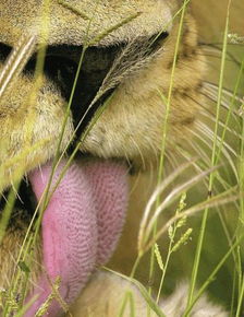 盘点自然界那些舌头有特异功能的动物,老虎浑身都是宝