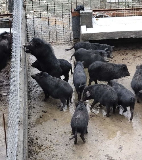 耒阳藏香猪养殖怀孕母猪60 90斤 