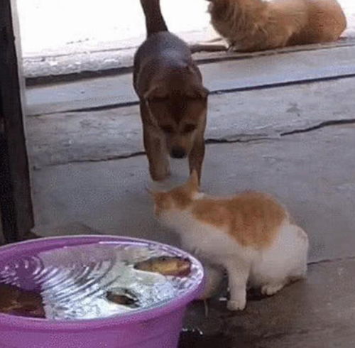 主人告诉狗狗守住鱼就有牛肉棒吃,没想到这次狗狗还真的没有怂