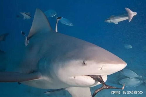 鲨鱼究竟有多强 它们真的能闻到几公里外的一滴血吗