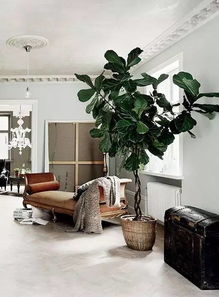 客厅适合摆放的十大植物,客厅适合摆放的十大植物