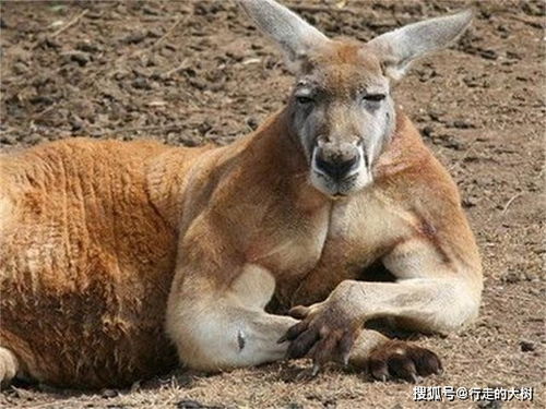 澳洲女子街遇巨型袋鼠,体型巨大胸肌夸张,只吃草为何如此强悍