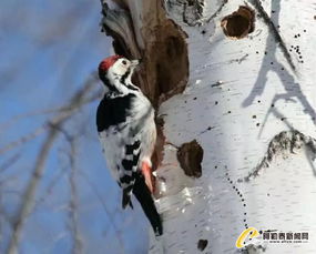 哈巴河县白桦林里的卫士 啄木鸟 