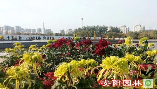 菊花展来了 10000余盆菊花免费看 就在这里