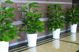 办公室植物推荐(办公室植物有哪些品种)