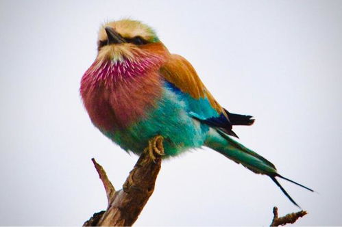 美丽外衣下有凶残的一面,南非这种小鸟名字很特别,你一定想不到