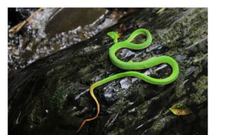 竹叶青蛇是什么蛇有毒吗 