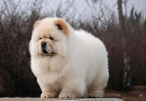 7种出了名的 中华田园犬 ,你最喜欢的是哪一种