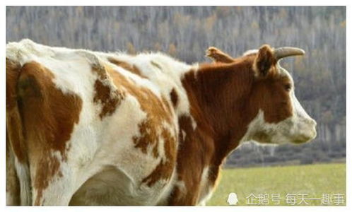 生肖牛出生的大吉时辰,几点出生的属牛人,一生好运有人助