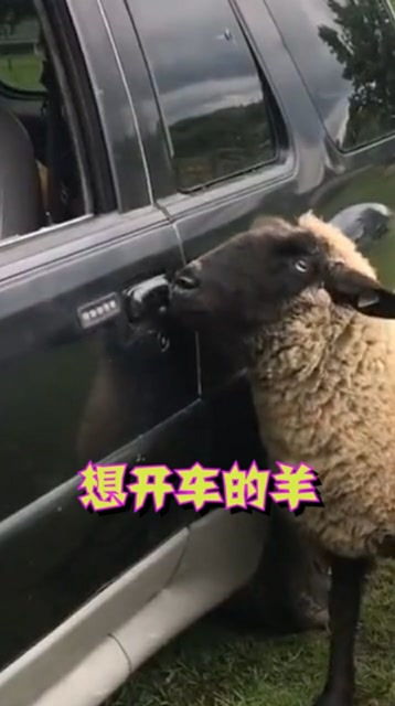 这羊应该是有自己的想法,我猜它一定是想开车 