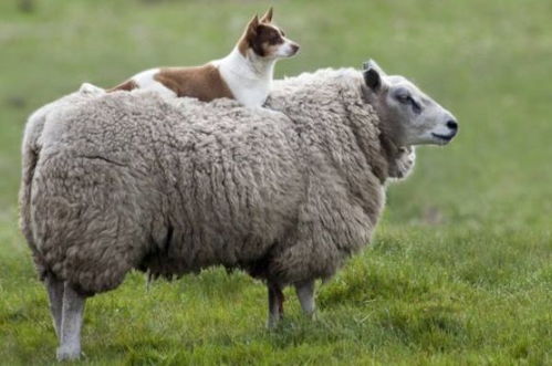 揭晓 生肖羊 的婚姻宿命,陪伴你一生的人是谁 家有属羊的速看
