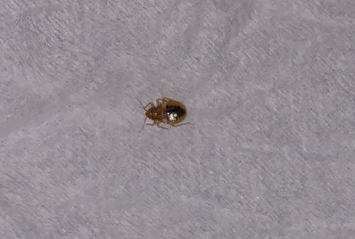 床上发现了这个虫子,这是什么虫子,怎么彻底杀死 