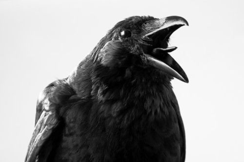 科学家首次揭示乌鸦大脑也有主观意识,该能力可能在亿年前已经出现