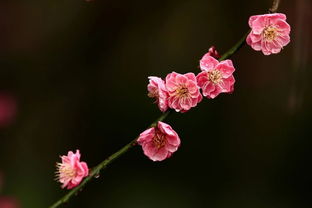 西安植物园2019梅花展开始了 名字有 梅 的游客,免费