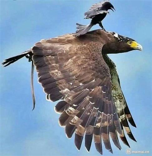 乌鸦坐在老鹰的背上咬他但是老鹰没在乎,也没有反抗和搏斗 他不会花时间和精力,只是